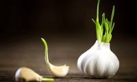 Can sprouted garlic be eaten?