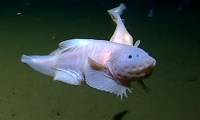Close-up of the deepest living fish in the ocean ever recorded by camera