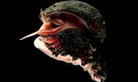 Scalloped Snail: The only animal on earth that is literally 'armored'