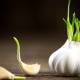 Can sprouted garlic be eaten?