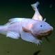 Photo of Close-up of the deepest living fish in the ocean ever recorded by camera