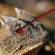 Photo of Why do lizards spit blood from their eyes?