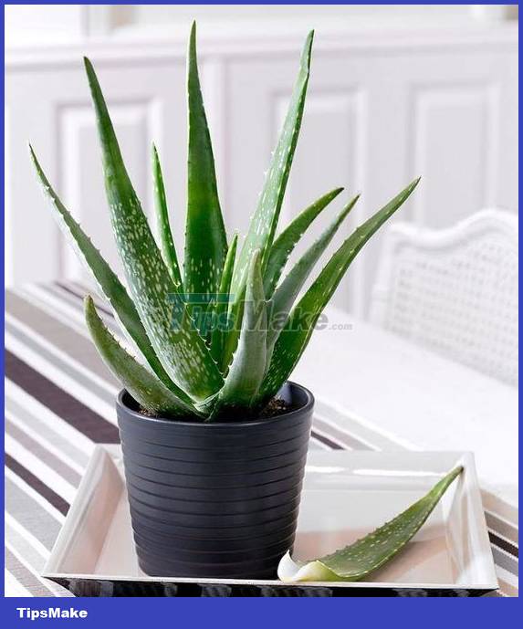 4 types of plants to help cool down the house when the weather is hot Picture 1