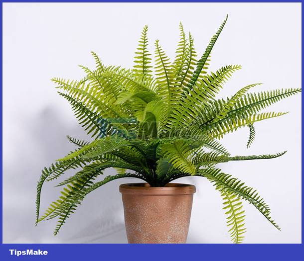 4 types of plants to help cool down the house when the weather is hot Picture 2