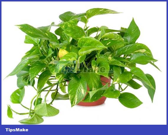 4 types of plants to help cool down the house when the weather is hot Picture 3