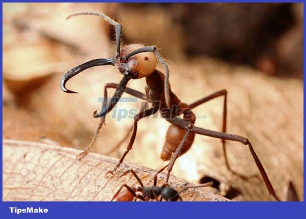 Admire the united ants 'build a suspension bridge' to attack the hive Picture 1