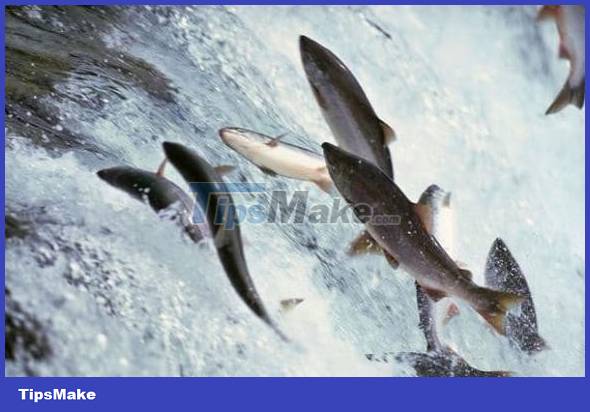 After the river flows into the sea, where did the freshwater fish go? Picture 1