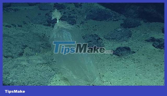 Amazing facts about the deepest place on Earth, the Challenger abyss Picture 2