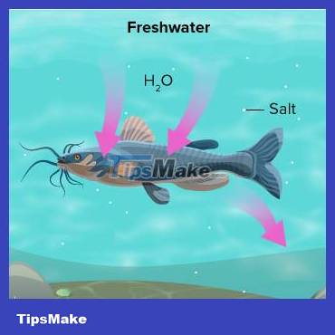 Are fish thirsty? Picture 2