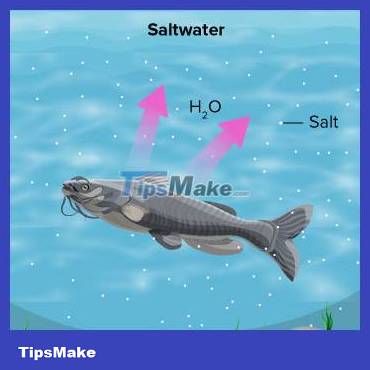 Are fish thirsty? Picture 3