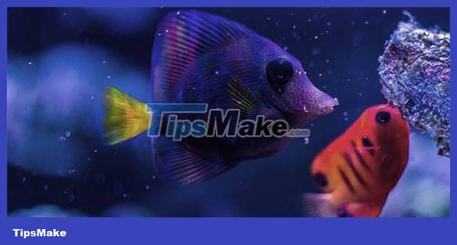 Are fish thirsty? Picture 4