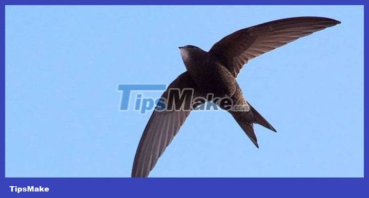 Birds eat, mate and sleep while flying, can fly for 10 months without landing Picture 1