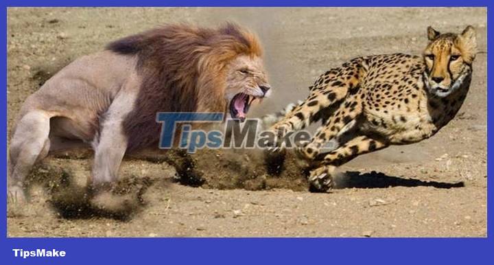 Cheetah encounters lion, who is the winner? Picture 1