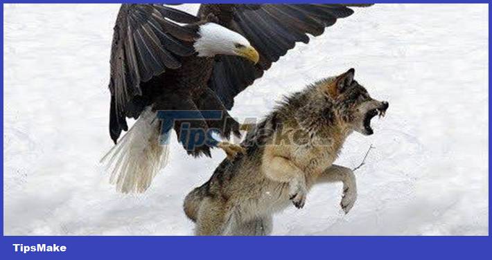 Eagle defeats a wolf in the blink of an eye Picture 1
