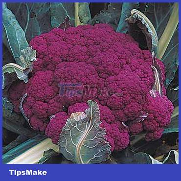 Eating purple foods helps you stay young longer Picture 5