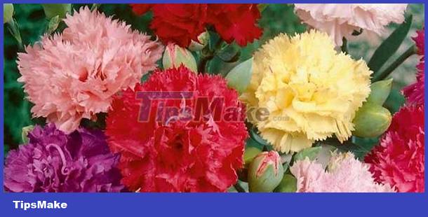 Identify personality through love of flowers Picture 2