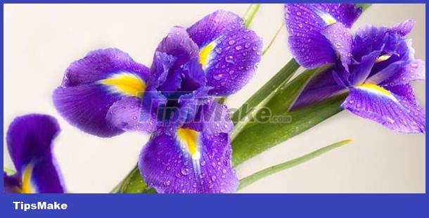 Identify personality through love of flowers Picture 3