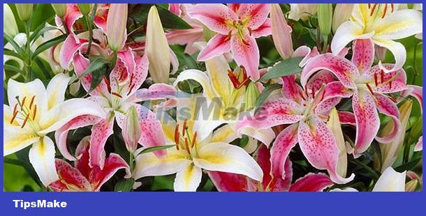 Identify personality through love of flowers Picture 4