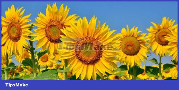 Identify personality through love of flowers Picture 5