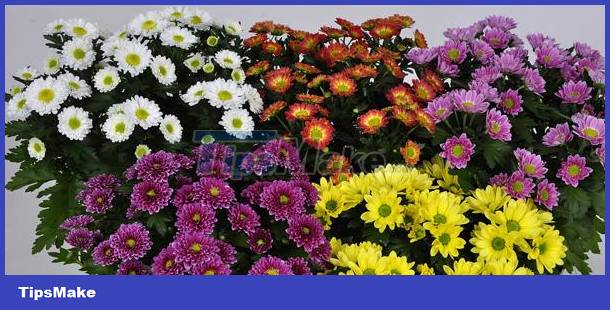 Identify personality through love of flowers Picture 6