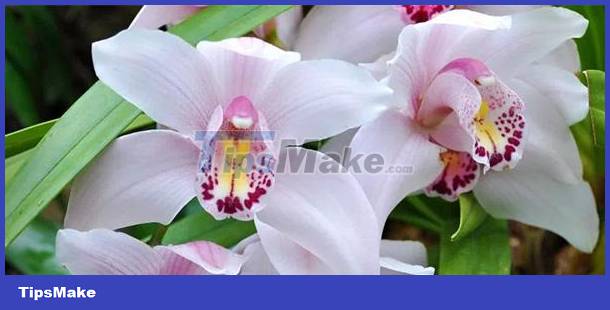 Identify personality through love of flowers Picture 7