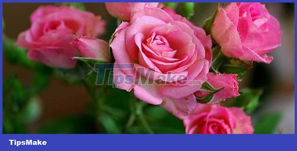 Identify personality through love of flowers Picture 8
