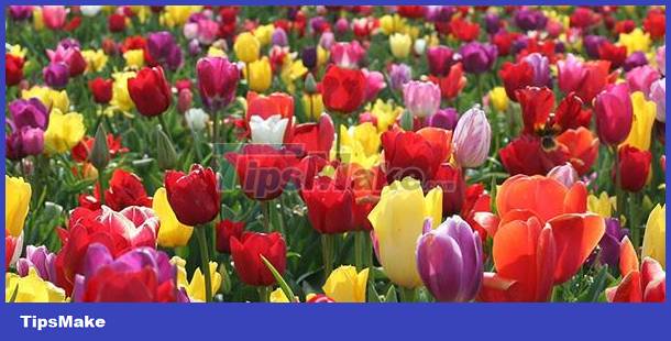 Identify personality through love of flowers Picture 9