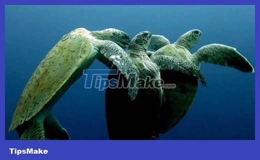 Male turtles fight to compete for mates, causing female turtles to almost die of suffocation Picture 1