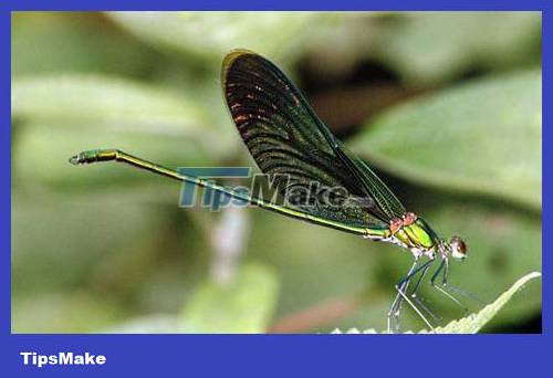 Popular dragonflies in Vietnam Picture 1