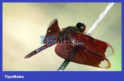 Popular dragonflies in Vietnam Picture 10