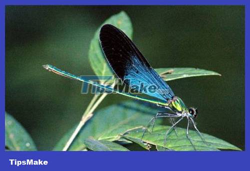 Popular dragonflies in Vietnam Picture 2