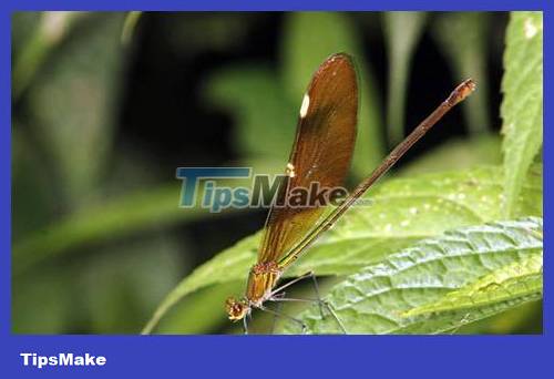 Popular dragonflies in Vietnam Picture 3