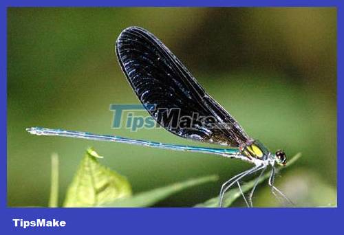 Popular dragonflies in Vietnam Picture 4