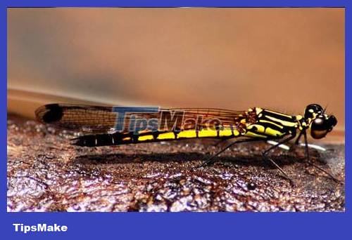 Popular dragonflies in Vietnam Picture 6