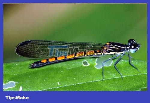 Popular dragonflies in Vietnam Picture 7