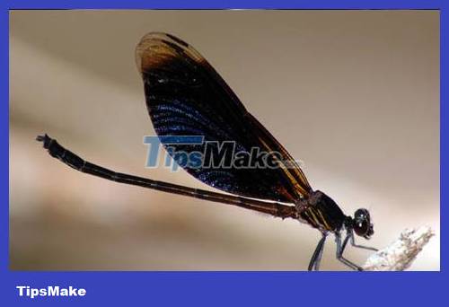 Popular dragonflies in Vietnam Picture 8
