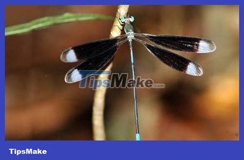Popular dragonflies in Vietnam Picture 9