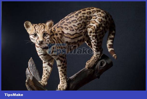 images 1 of See the cat that looks like a leopard