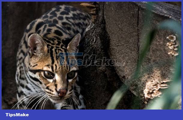 images 2 of See the cat that looks like a leopard