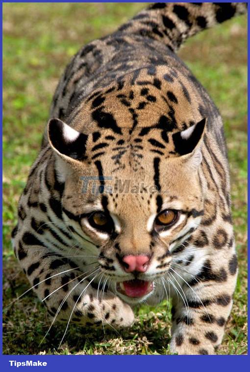 images 3 of See the cat that looks like a leopard