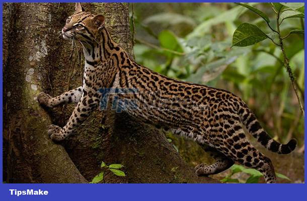 images 4 of See the cat that looks like a leopard