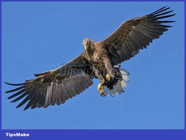 The eagle's cruel mountain goat hunting Picture 1