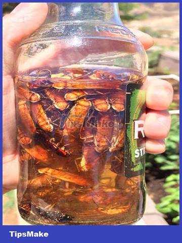 The easiest ways to get rid of insects in the house Picture 3