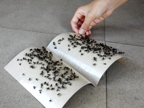 The easiest ways to get rid of insects in the house Picture 4