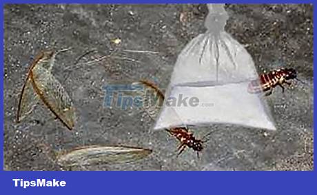 The easiest ways to get rid of insects in the house Picture 5