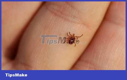 The easiest ways to get rid of insects in the house Picture 7