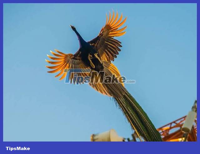 The moment the peacock spreads its wings to fly in the beautiful sky Picture 1