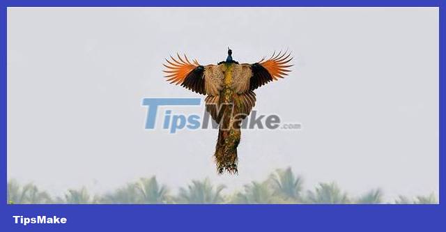 The moment the peacock spreads its wings to fly in the beautiful sky Picture 2