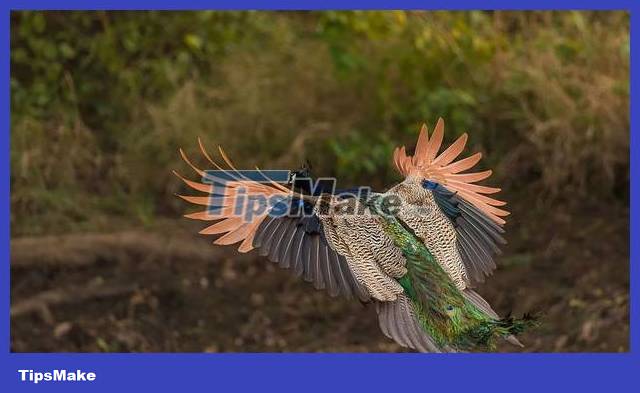 The moment the peacock spreads its wings to fly in the beautiful sky Picture 3
