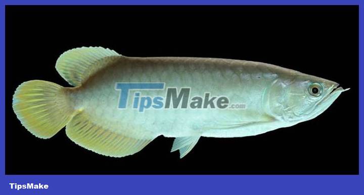 The most expensive aquarium fish in the world is nearly 10 billion each Picture 1